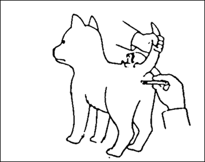 How to correctly measure your dogs temperature How to correctly measure your dogs temperature